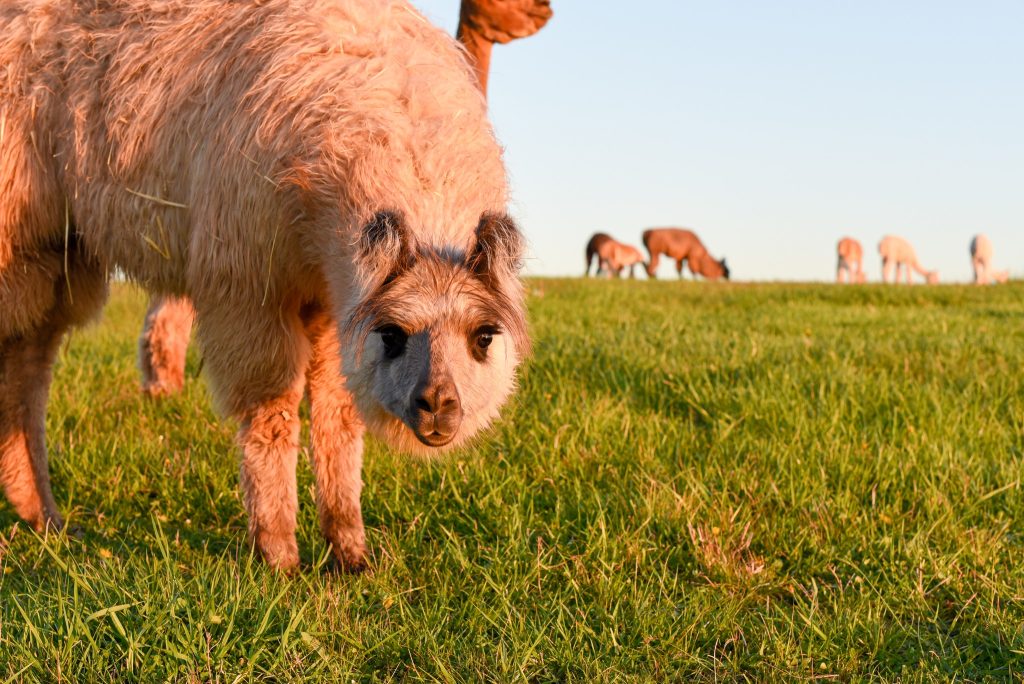 llama