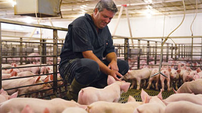 PFB vice president Chris Hoffman with pigs