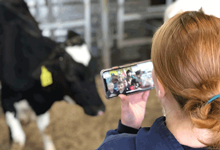 Adopt a Cow photo